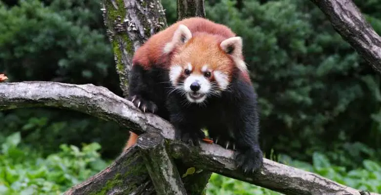 動物文学おすすめ